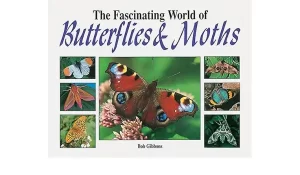 The Fascinating World of Butterflies 1 The Fascinating World of Butterflies
