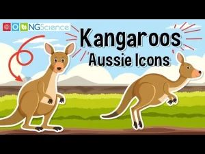 Kangaroos: A Unique Australian Icon 1 Kangaroos: A Unique Australian Icon