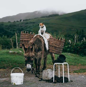 Donkey